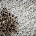 4 Simple Ways to Get Rid of Pests in Your House