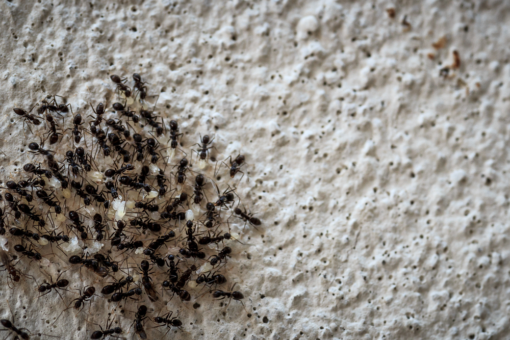 4 Simple Ways to Get Rid of Pests in Your House