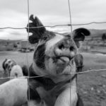 4 Warning Signs That Animal Fencing Needs to Be Repaired