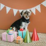 How to Plan a Pet's Birthday Party in a Short Timeframe