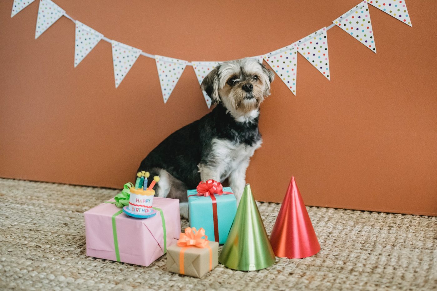 How to Plan a Pet's Birthday Party in a Short Timeframe