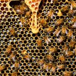 8 Vital Tips to Know for Beekeeping During Cold Weather