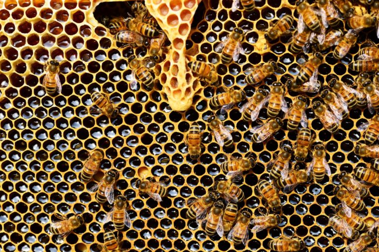 8 Vital Tips to Know for Beekeeping During Cold Weather