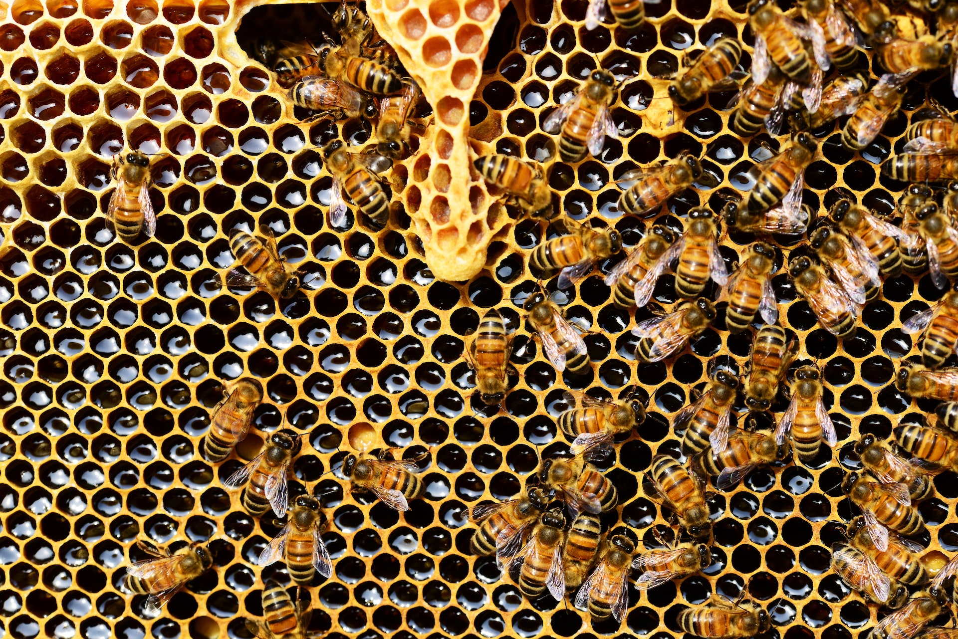 8 Vital Tips to Know for Beekeeping During Cold Weather