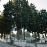 5 Important Reasons to Remove Dead Trees Before Winter