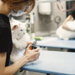 7 Signs That Your Cat Needs to See a Vet Immediately