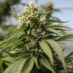 3 Reasons Why Indoor Hemp Flowers Are Beneficial to Users